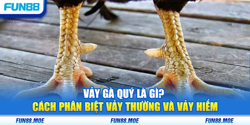 Vảy Gà Quý Là Gì? Cách Phân Biệt Vảy Thường Và Vảy Hiếm