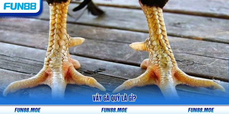 Vảy gà quý được hiểu như thế nào?