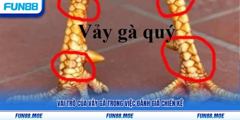 Tầm quan trọng của vảy gà khi xem xét chiến kê