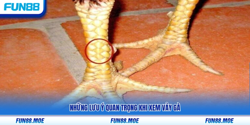 Các điểm cần chú ý khi quan sát và đánh giá vảy gà